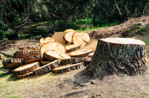 How Our Tree Care Process Works  in  Salem, UT